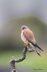 Faucon crécerellette - Falco naumanni - Lesser Kestrel    