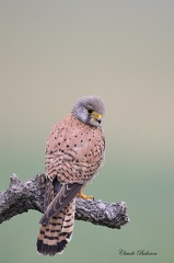 Faucon crécerelle - Falco tinnunculus - Common Kestrel