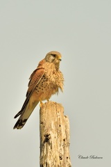 Faucon crécerelle - Falco tinnunculus - Common Kestrel