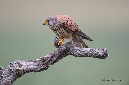 Faucon crécerelle - Falco tinnunculus - Common Kestrel