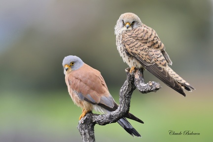 Faucon crécerellette - Falco naumanni - Lesser Kestrel    