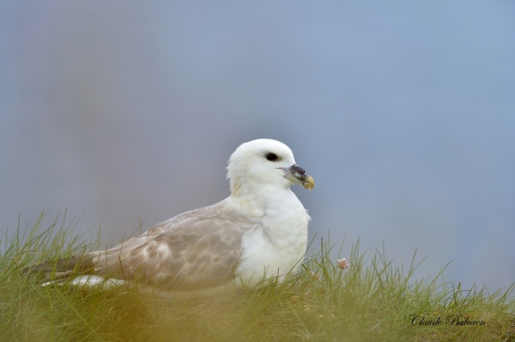 Fulmar boréal - Fulmarus glacialis - Northern Fulmar    