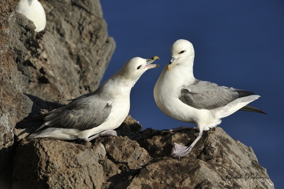 Fulmar boréal - Fulmarus glacialis - Northern Fulmar    