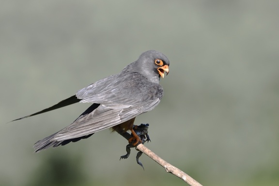 Faucon Kobez - Falco vespertinus - Red-footed Falcon    