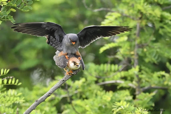 Faucon Kobez - Falco vespertinus - Red-footed Falcon    