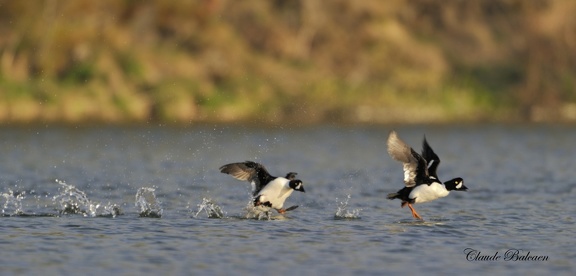 Garrots d'Islande - Bucephala islandica - Barrow's Goldeneye 