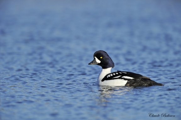 Garrots d'Islande - Bucephala islandica - Barrow's Goldeneye 