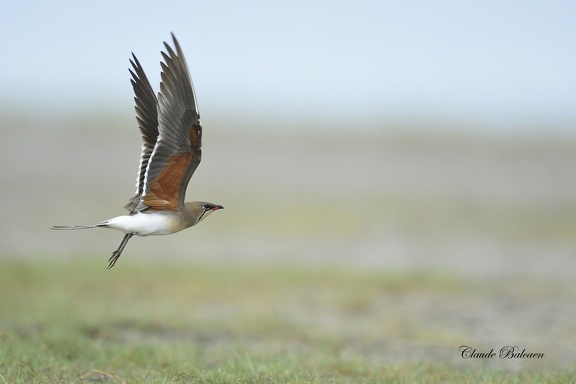 Glaréole à collier - Glareola pratincola - Collared Pratincole