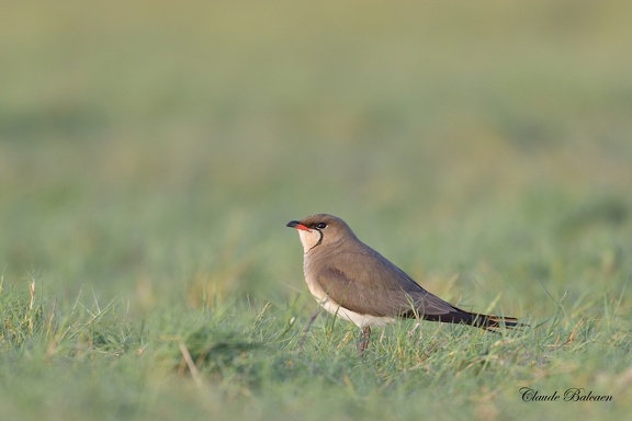 Glaréole à collier - Glareola pratincola - Collared Pratincole