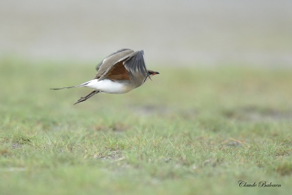 Glaréole à collier - Glareola pratincola - Collared Pratincole