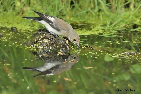 Gobemouche noir - Ficedula hypoleuca - Pied Flycatcher 