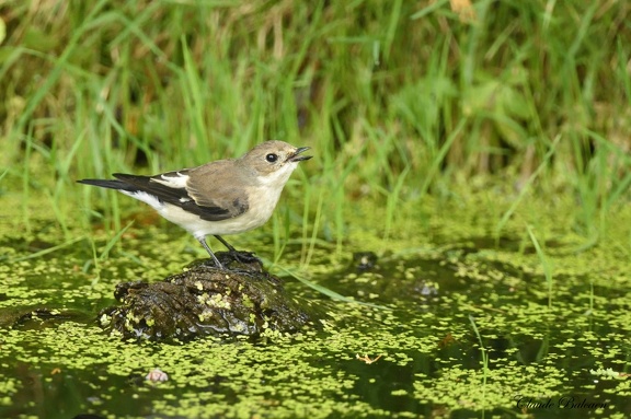 Gobemouche noir - Ficedula hypoleuca - Pied Flycatcher 