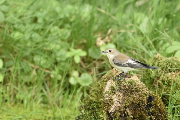 Gobemouche noir - Ficedula hypoleuca - Pied Flycatcher 