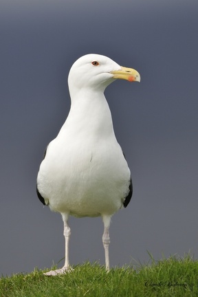 Goélands marins - Larus marinus - Great Black-backed Gull