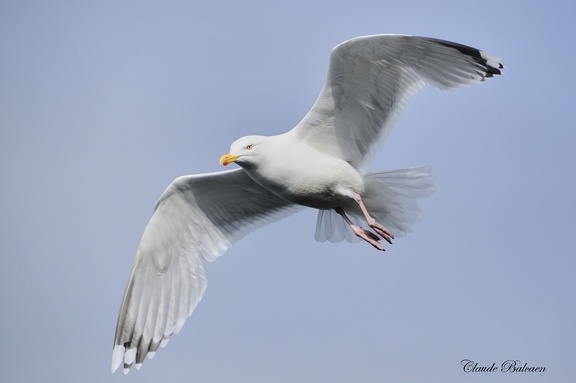 Goeland argenté - Larus argentatus - Herring Gull 