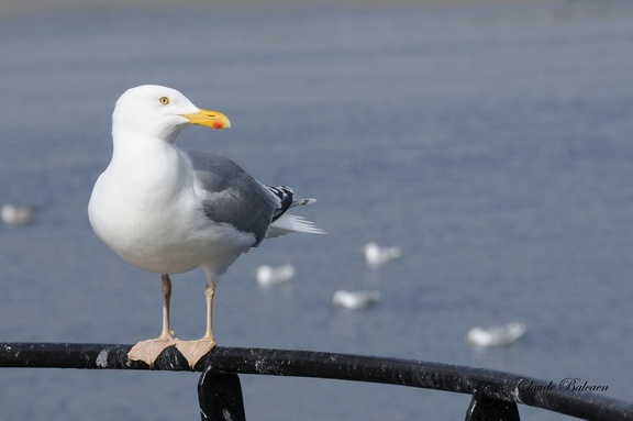 Goeland argenté - Larus argentatus - Herring Gull    