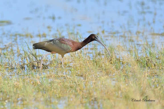 Ibis falcinelle - Plegadis falcinellus - Glossy Ibis    