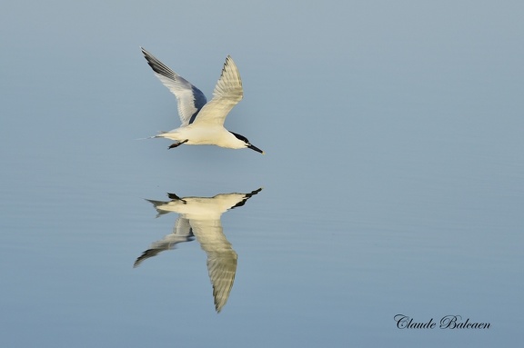 Sterne caugek - Sterna sandvicensis - Sandwich Tern    