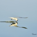 Sterne caugek - Sterna sandvicensis - Sandwich Tern    