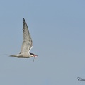 Sterne pierregarin - Sterna hirundo - Common Tern 