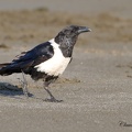 Corbeau pie - Corvus albus - Pied Crow