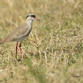 Vanneau couronné - Vanellus coronatus - Crowned Lapwing