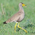 Vanneau du Sénégal - Vanellus senegallus - African wattled lapwing