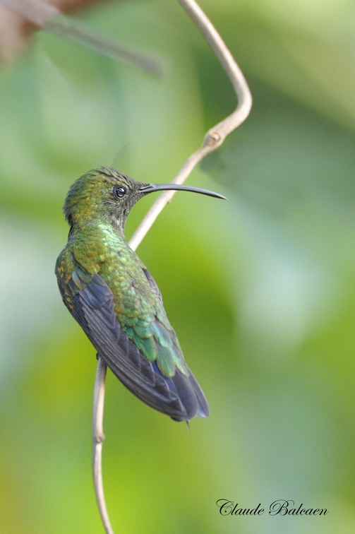 Colibri falle-vert (Eulampis holosericeus)Green-throated Carib 