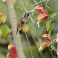 Ermite eurynome Phaethornis eurynome - Scale-throated Hermit