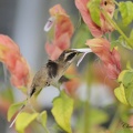 Ermite eurynome Phaethornis eurynome - Scale-throated Hermit