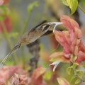 Ermite eurynome Phaethornis eurynome - Scale-throated Hermit