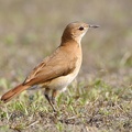 Fournier roux (Furnarius rufus)Rufous Hornero