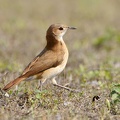 Fournier roux (Furnarius rufus)Rufous Hornero