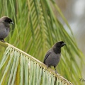 Geai bleu-noir (Cyanocorax cyanomelas)Purplish Jay 