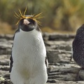 Gorfou doré (Eudyptes chrysolophus)Macaroni Penguins 