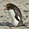 Gorfou doré (Eudyptes chrysolophus)Macaroni Penguins 