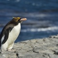 Gorfou doré (Eudyptes chrysolophus)Macaroni Penguins 