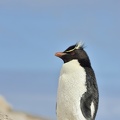 Gorfou sauteur (Eudyptes chrysocome)Rockhopper Penguin