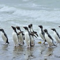 Gorfou sauteur (Eudyptes chrysocome)Rockhopper Penguin