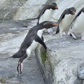 Gorfou sauteur (Eudyptes chrysocome)Rockhopper Penguin