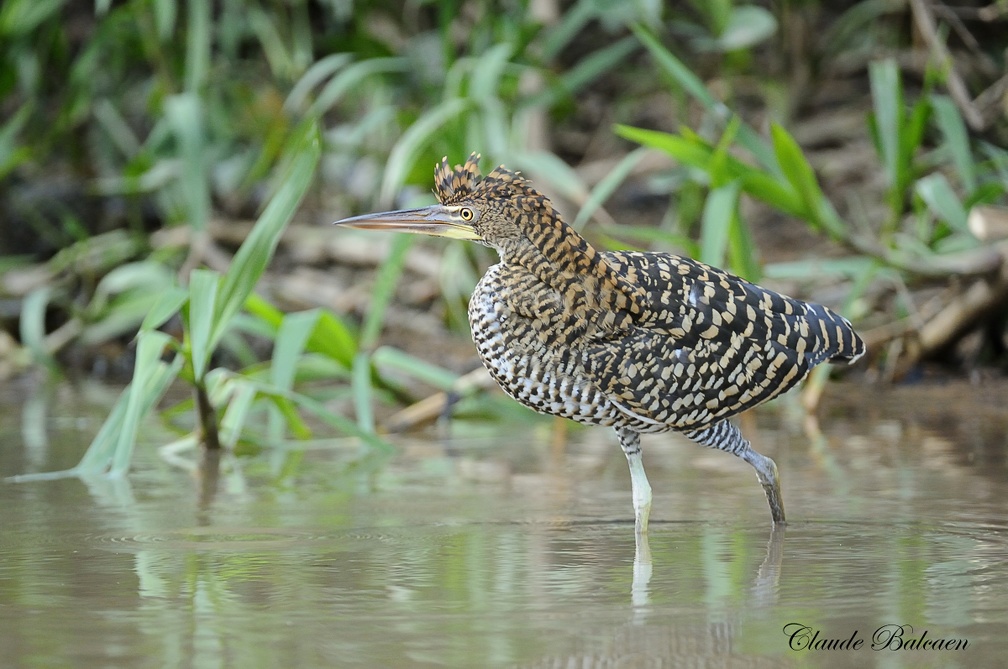 Onoré rayé (Tigrisoma lineatum)Rufescent Tiger-Heron