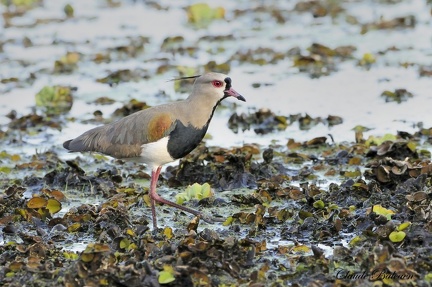 Vanneau téro (Vanellus chilensis)Southern Lapwing 