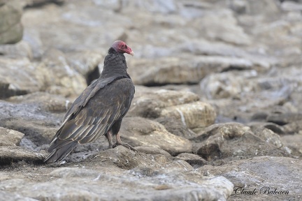 Urubu à tête rouge (Cathartes aura)Turkey vulture