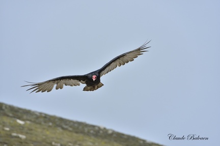 Urubu à tête rouge (Cathartes aura)Turkey vulture