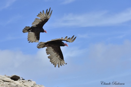 Urubu à tête rouge (Cathartes aura)Turkey vulture