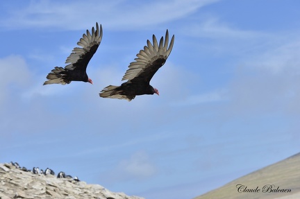 Urubu à tête rouge (Cathartes aura)Turkey vulture