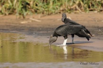 Urubu noir (Coragyps atratus) Black Vulture