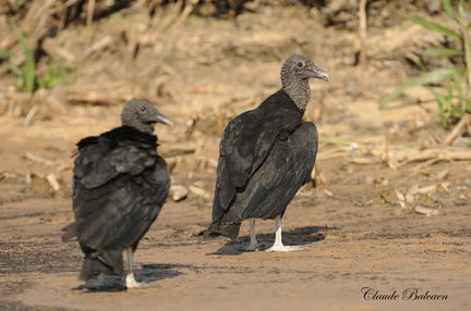 Urubu noir (Coragyps atratus) Black Vulture