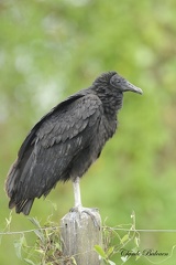 Urubu noir (Coragyps atratus) Black Vulture