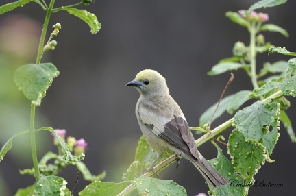 Vacher luisant (Molothrus bonariensis)Shiny Cowbird 